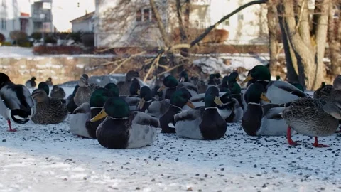 Group Of Ducks In Snow Landscape Stock Footage 168905925