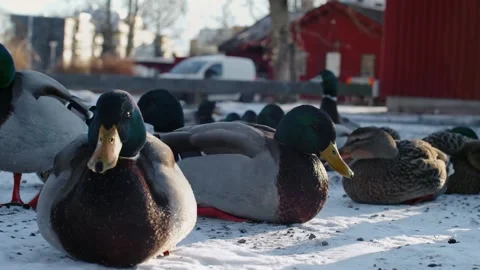 Group Of Ducks In Snow Landscape Stock Footage 168905932