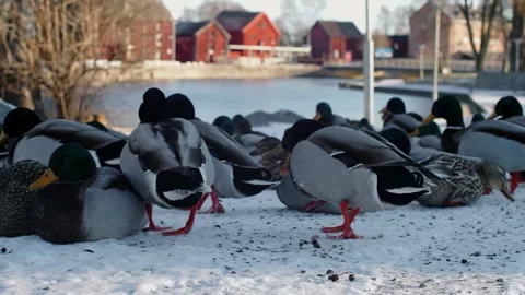 Group Of Ducks In Snow Landscape At Harbour Stock Footage 168905927