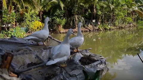 Group of the ducks stand by the pond 库存影片 77779347
