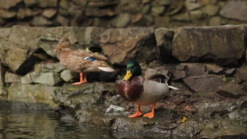 A group of ducks standing and swimming by the rocky edge of a pond. Two ducks Stock Footage 287251953