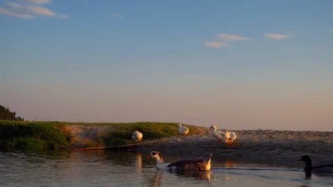 A group of ducks at sunset by the sea returns home Stockbeeldmateriaal 89959808