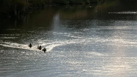 A group of ducks swim among the reflections of the sun Stock Footage 97349922