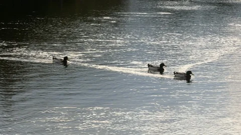 A group of ducks swim among the reflections of the sun Stock Footage 97350457