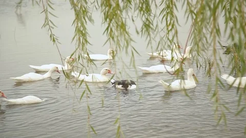 Group of ducks swim in the pond, cloudy weather Video stock 97100853
