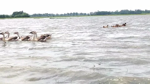 Group of Ducks Swimming Across a River with Rural Countryside in Background Stock Footage 341882401