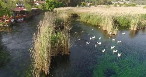 Group of Ducks Swimming in Akyaka River Aerial Footage Video stock 74413498