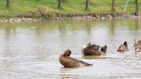 Group of ducks swimming and splashing in a calm river during spring season Stock Footage 342030188