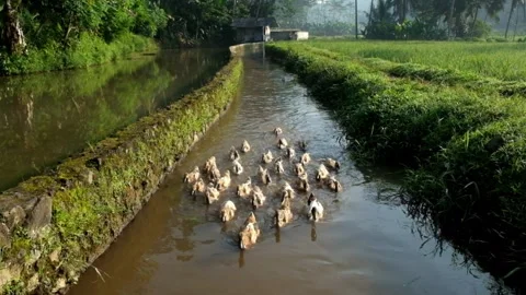 A group of ducks swimming in a ditch Stock Footage 275248225