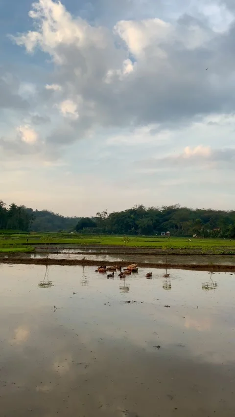 A group of ducks swimming in a flooded rice paddy field at sunset Stock Footage 337098761