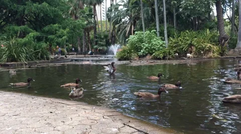 Group Of Ducks Swimming Stock Footage 33954873