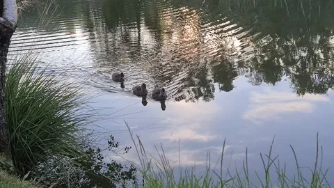 A group of ducks swimming Stock Footage 136253935