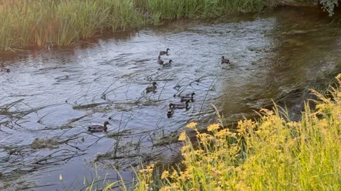 A group of ducks swimming Stock Footage 136256254