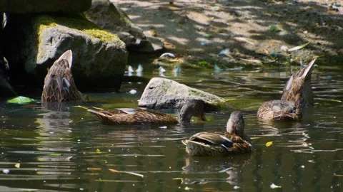 A group of ducks swimming Stock Footage 249733039