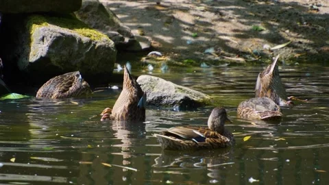 A group of ducks swimming Stock Footage 249741785