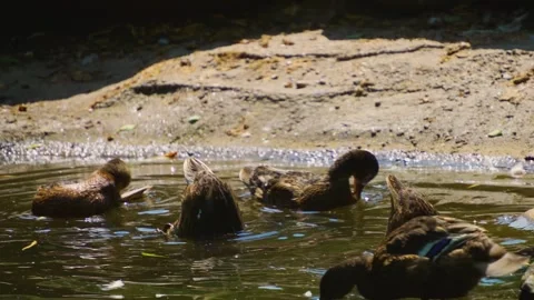 A group of ducks swimming  Stock Footage 249745924
