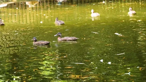 A group of ducks swimming  Stock Footage 260382542