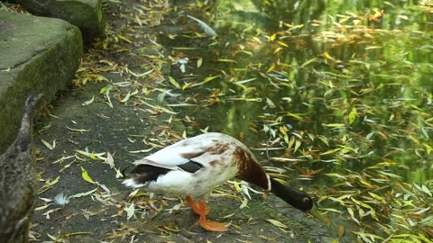 A group of ducks swimming Stock Footage 263376918