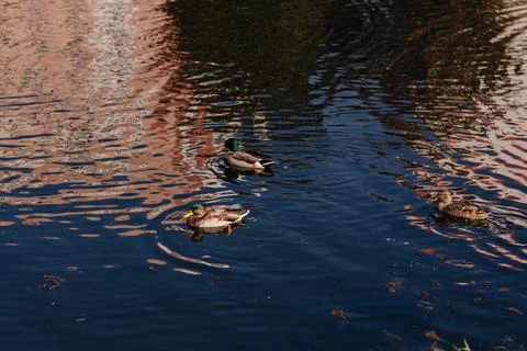 Group of ducks swimming in a lake Stock Photos