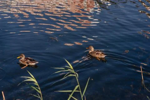 Group of ducks swimming in a lake Stock Photos