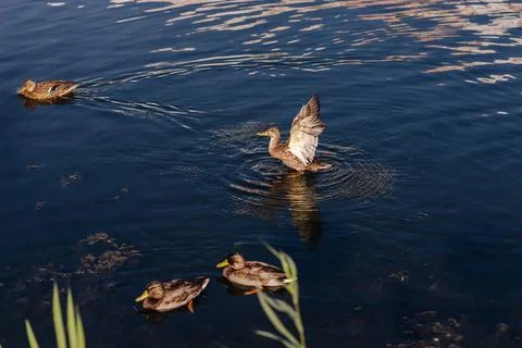 Group of ducks swimming in a lake Stock Photos