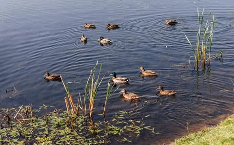 Group of ducks swimming in a lake Stock Photos