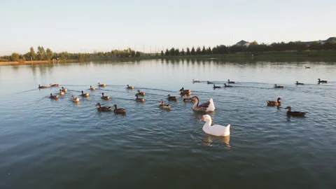 A group of ducks swimming in the river at sunset. Stock Footage 111866919