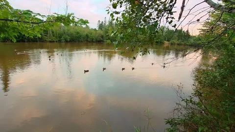 Group Of Ducks Swimming In A Row In A Pond Stock-Footage 255174302