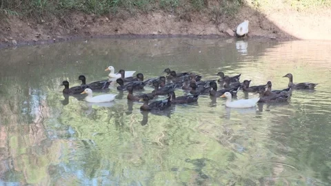 Group of ducks swimming in a small pond Stock Footage 328536931