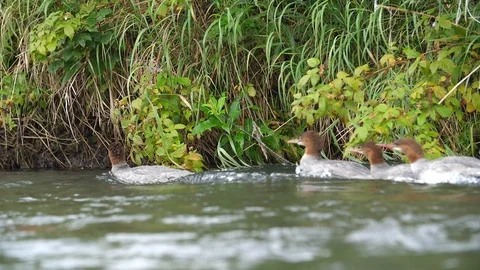 Group of ducks swimming upstream Stock Footage 115509390