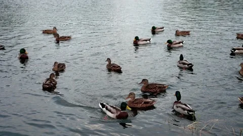 Group of ducks swims in a pond. Stock Footage 219098456
