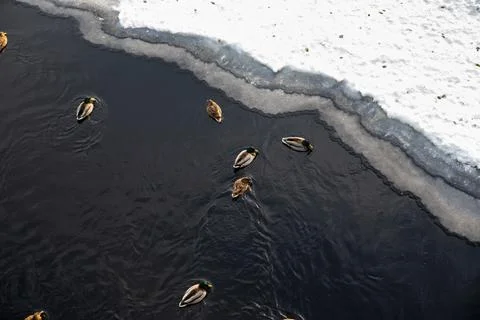 Group of ducks swims in river with dark water as patches of ice float alongsi Stock Photos