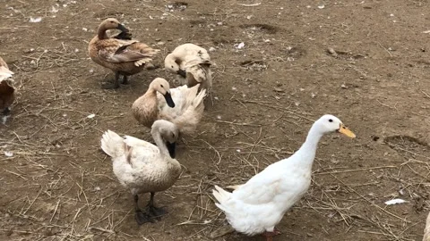 A group of ducks of various colors are standing on a dirt ground Stock Footage 297485497