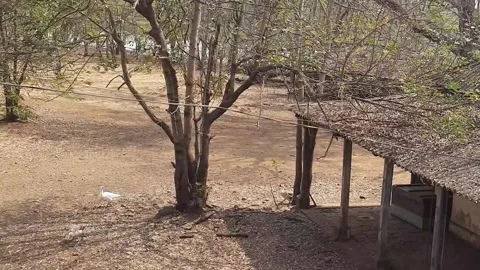 Group of Ducks Walking and Foraging Through Quite Countryside scene 動画素材 332708477