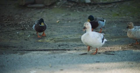 Group of ducks walking around on the ground on a sunny day. Stock Footage 126775597