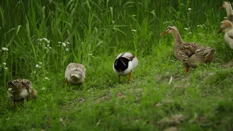 Group of ducks walking down the slope to get some food Stock-Footage 332855503