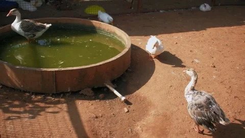 A group of ducks walking in an enclosure at a farm. Stock Footage 341347458