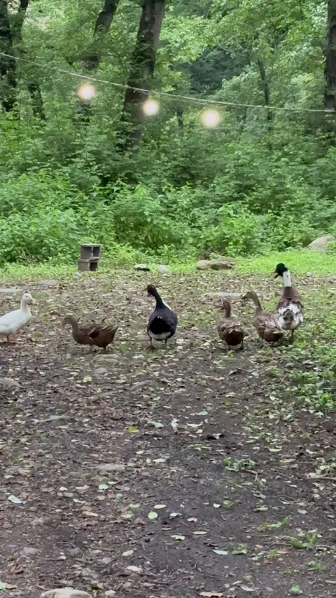 Group of ducks walking in a lush forest, 9:16 vertical video Vídeos de archivo 336848992