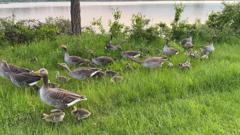 A group of ducks walking next to a lake Stock Footage 288011554