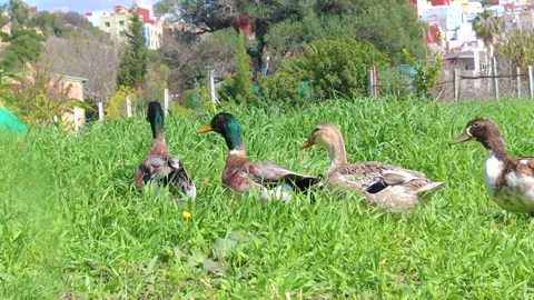Group of ducks walking outdoors in nature on a sunny day Stock Footage 306458399