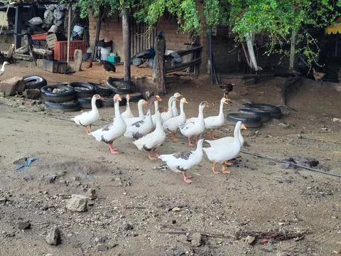 A group of ducks walking on the ranch to the side. of a house Stock Photos