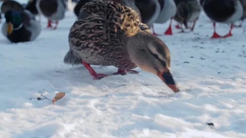 Group Of Ducks Walking In Snow Landscape Near River Stock Footage 168905936