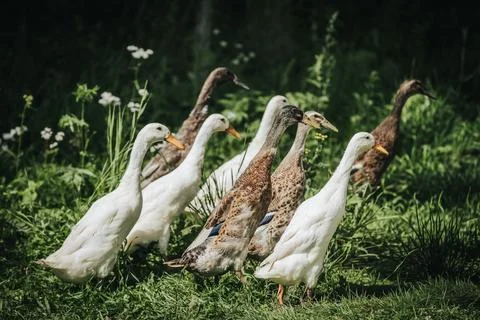 Group of ducks walking through green grass with wildflowers, showcasing a m.. Foto stock