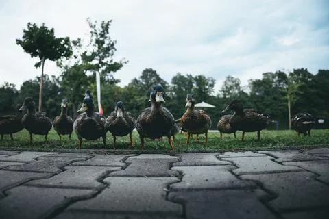 Group of ducks walking toward the camera. Stock-Fotos