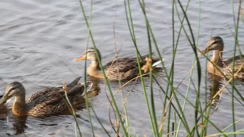 Group of ducks in the waterI Video stock 146501375