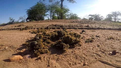 A group of dung beetles fighting over and collecting elephant dung in The Stock Footage 121889040