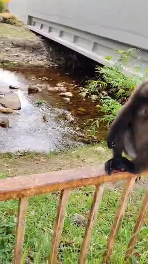 A group of Dusky Leaf Monkey relax at the railing. Stock Footage 323376401
