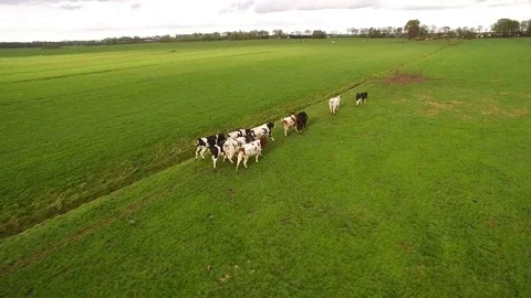 Group of dutch cows running towards gate Stock Footage 75353515