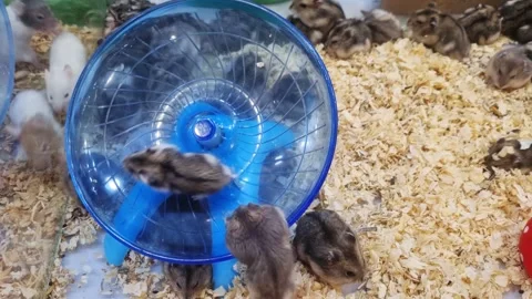 A group of dwarf hamsters playing in a cage with wood shaving bedding. Two .. Stock Footage 343114670