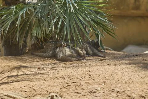 Group of dwarf mongooses sleeping beneath tropical palm leaves Stock Photos